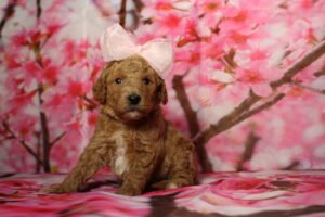 miniature goldendoodle puppies for sale