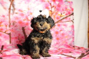 miniature bernedoodle