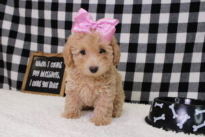 toy poodle puppies for sale
