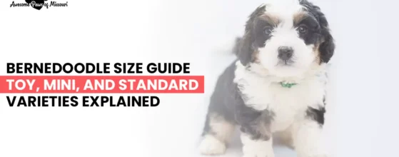 Bernedoodle Size Guide: Toy, Mini, and Standard Varieties Explained