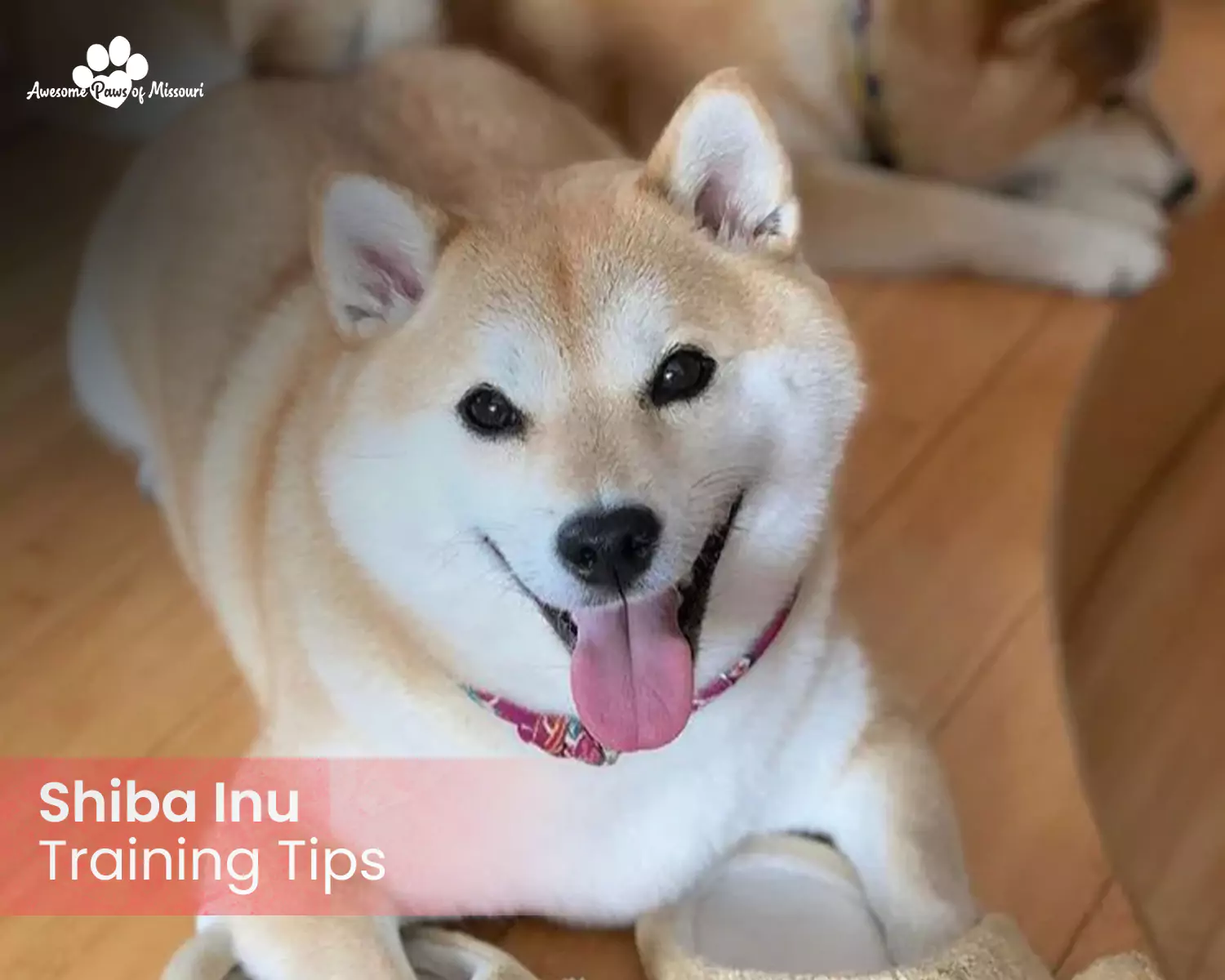 Shiba Inu Training Tips