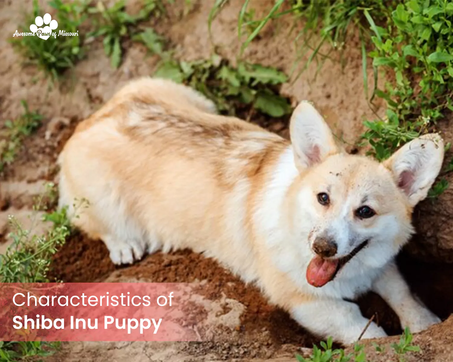 Characteristics of Shiba Inu Puppy