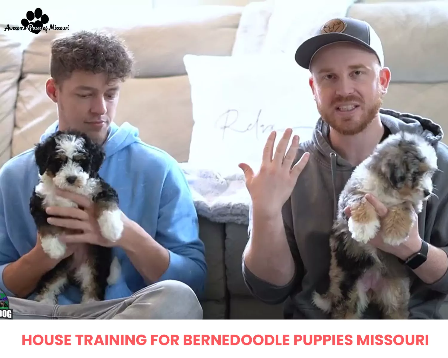 House Training for Bernedoodle Puppies Missouri