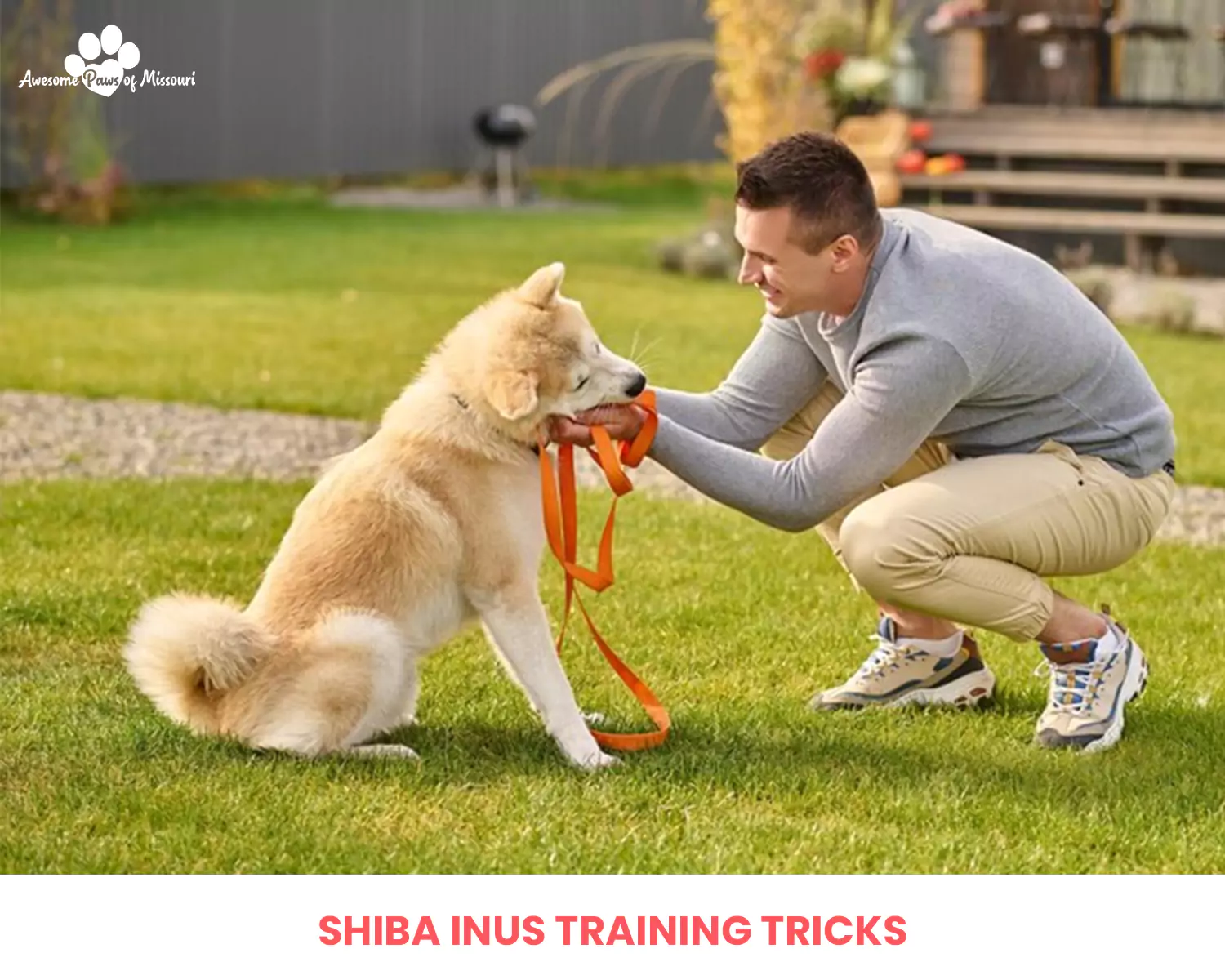 Shiba Inus Training Tricks
