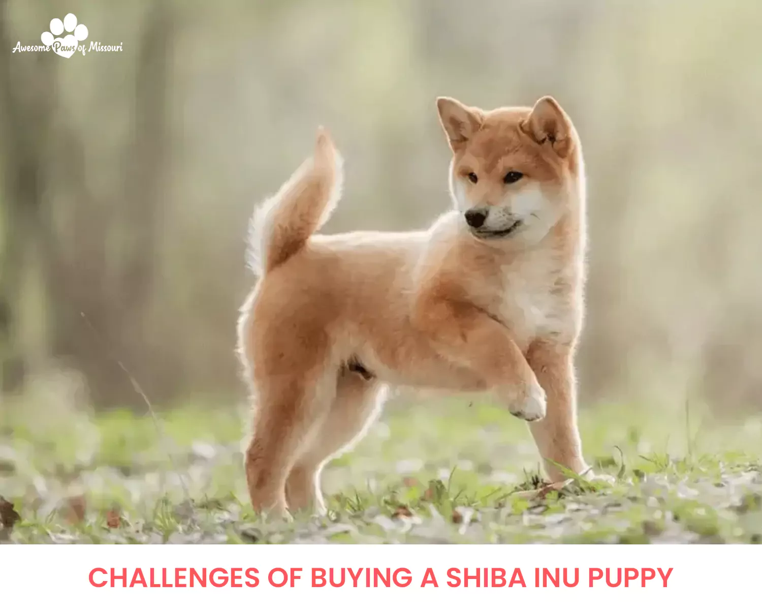 Challenges of Buying A Shiba Inu Puppy