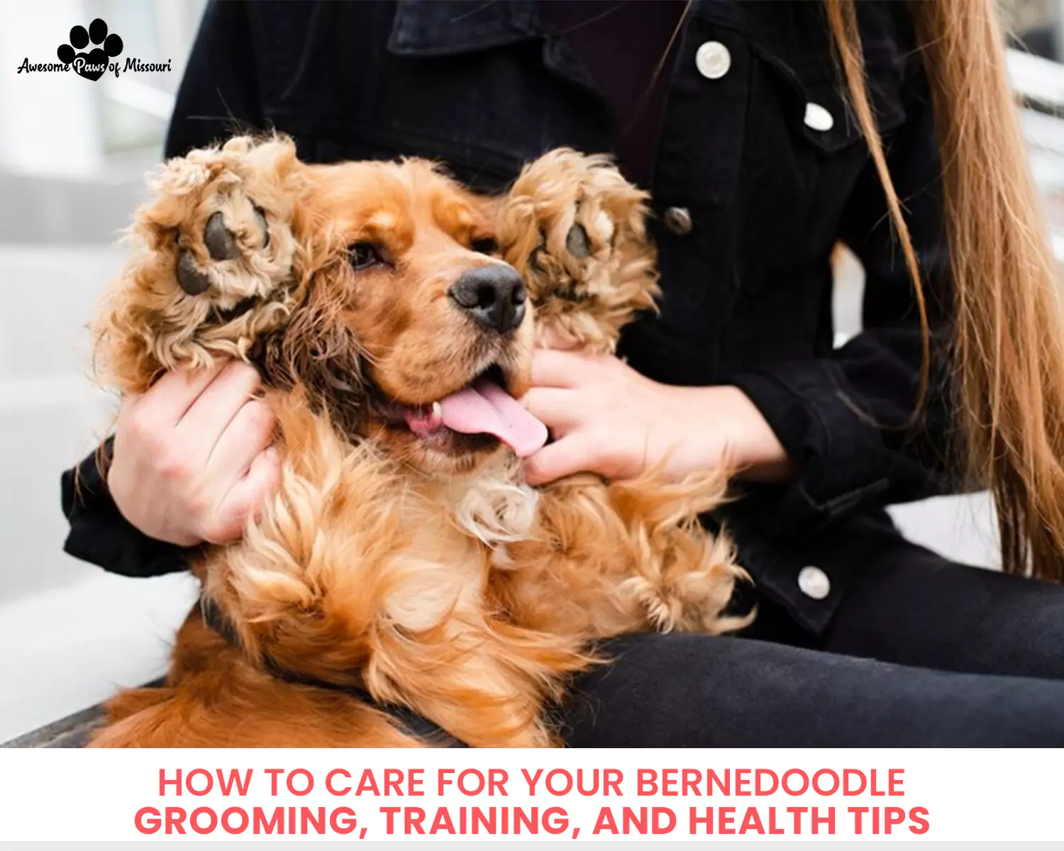 How to Care for Your Bernedoodle: Grooming, Training, and Health Tips