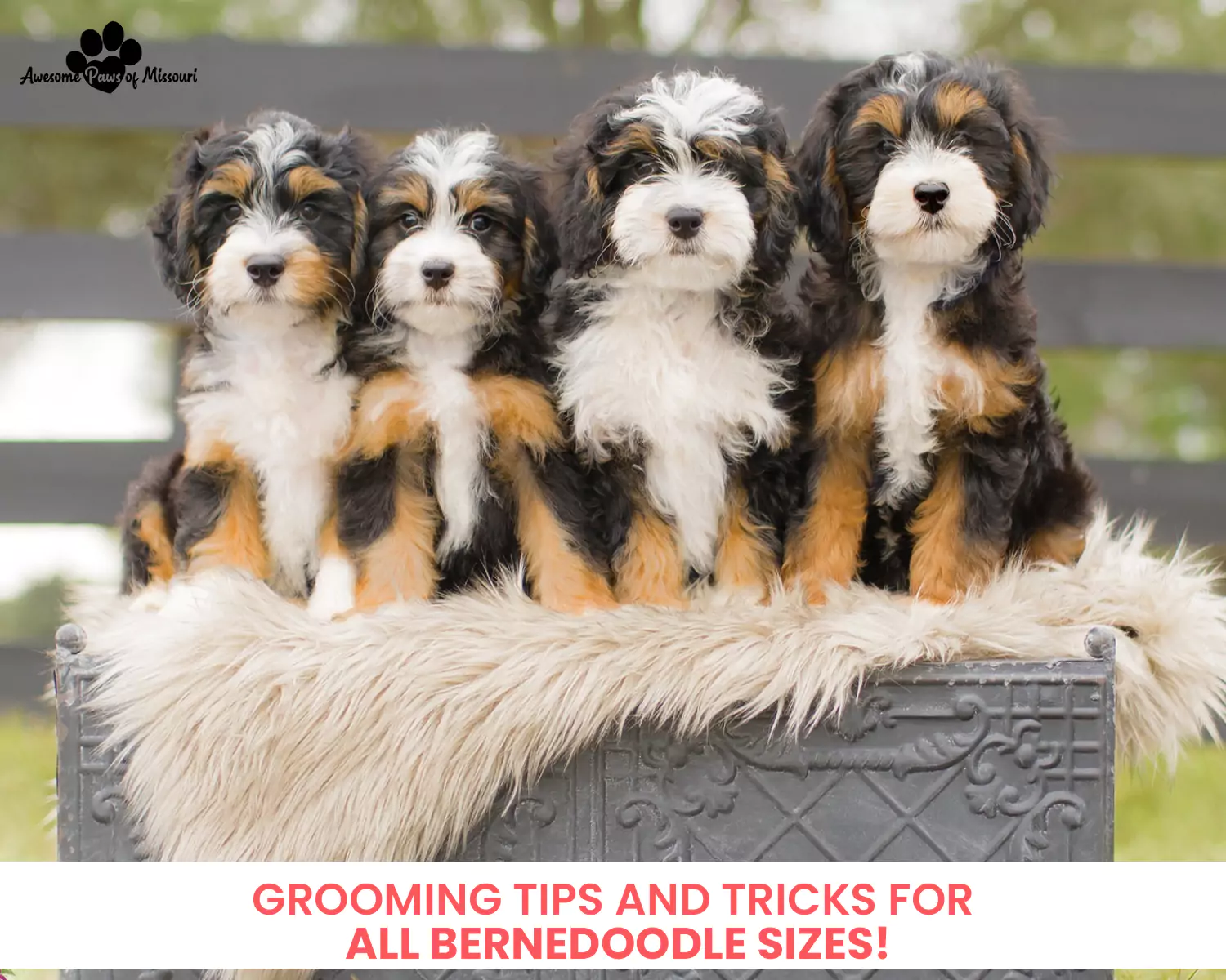 Grooming Tips and Tricks for All Bernedoodle Sizes!