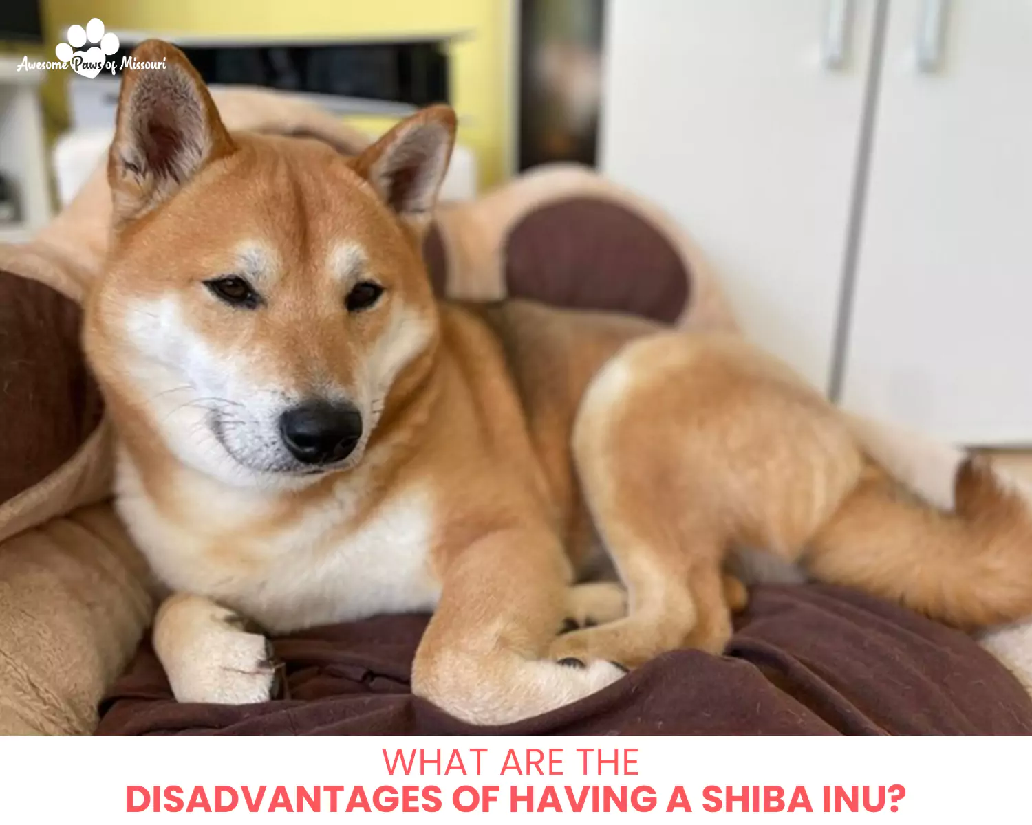 What Are the Disadvantages of Having a Shiba Inu?