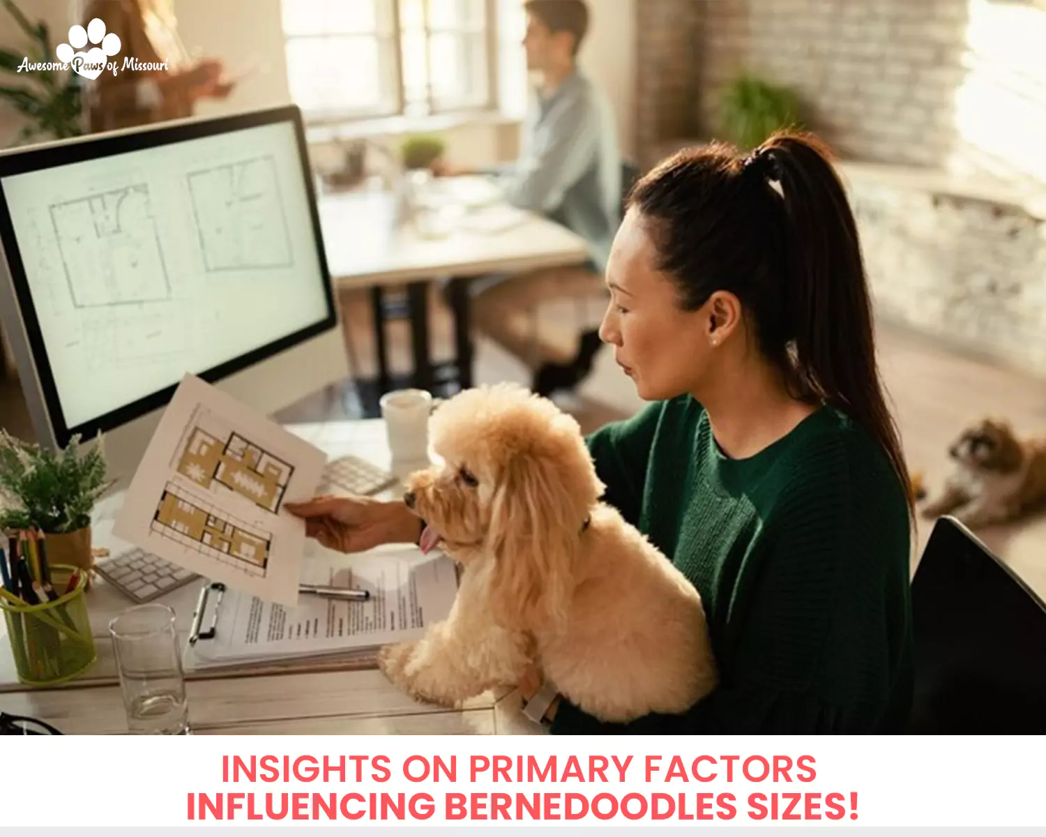 Insights on Primary Factors Influencing Bernedoodles Sizes!
