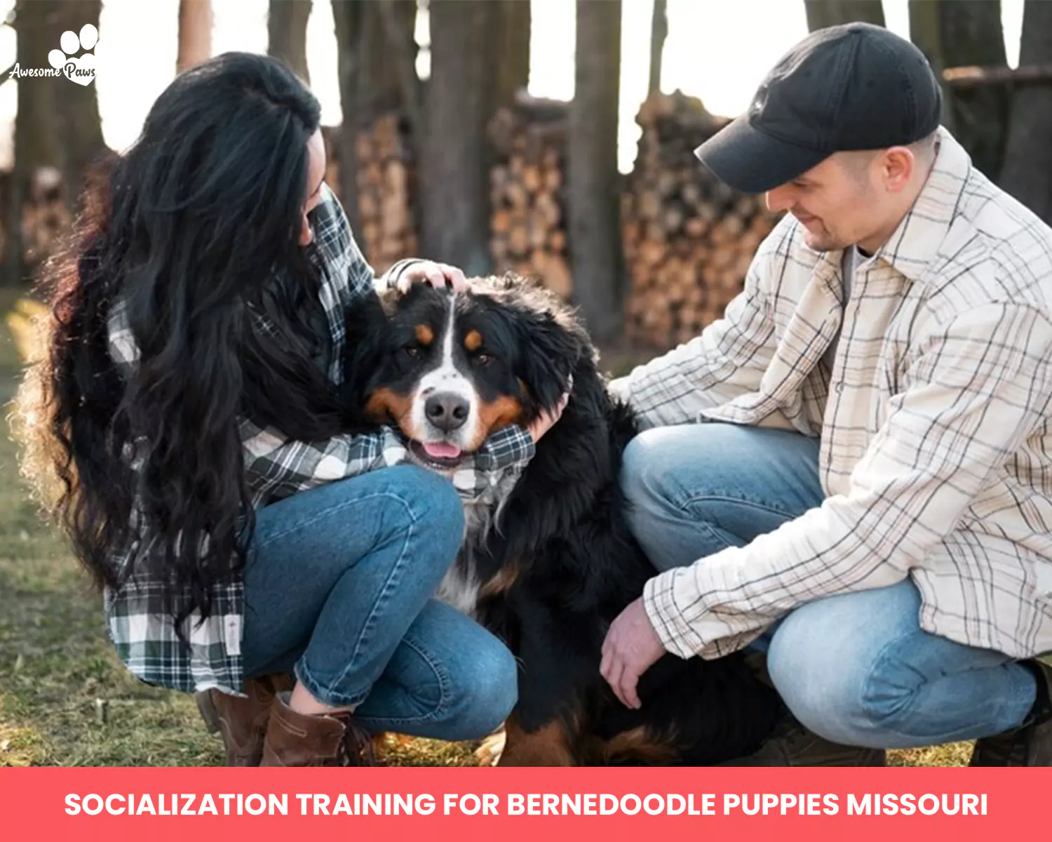 Socialization Training for Bernedoodle Puppies Missouri