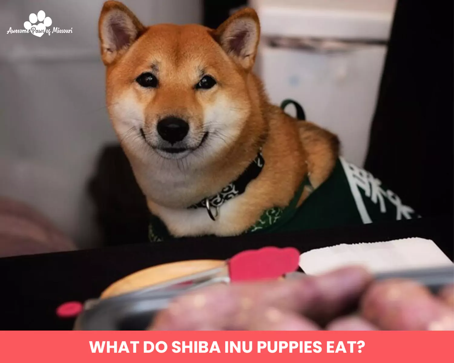 What Do Shiba Inu Puppies Eat?