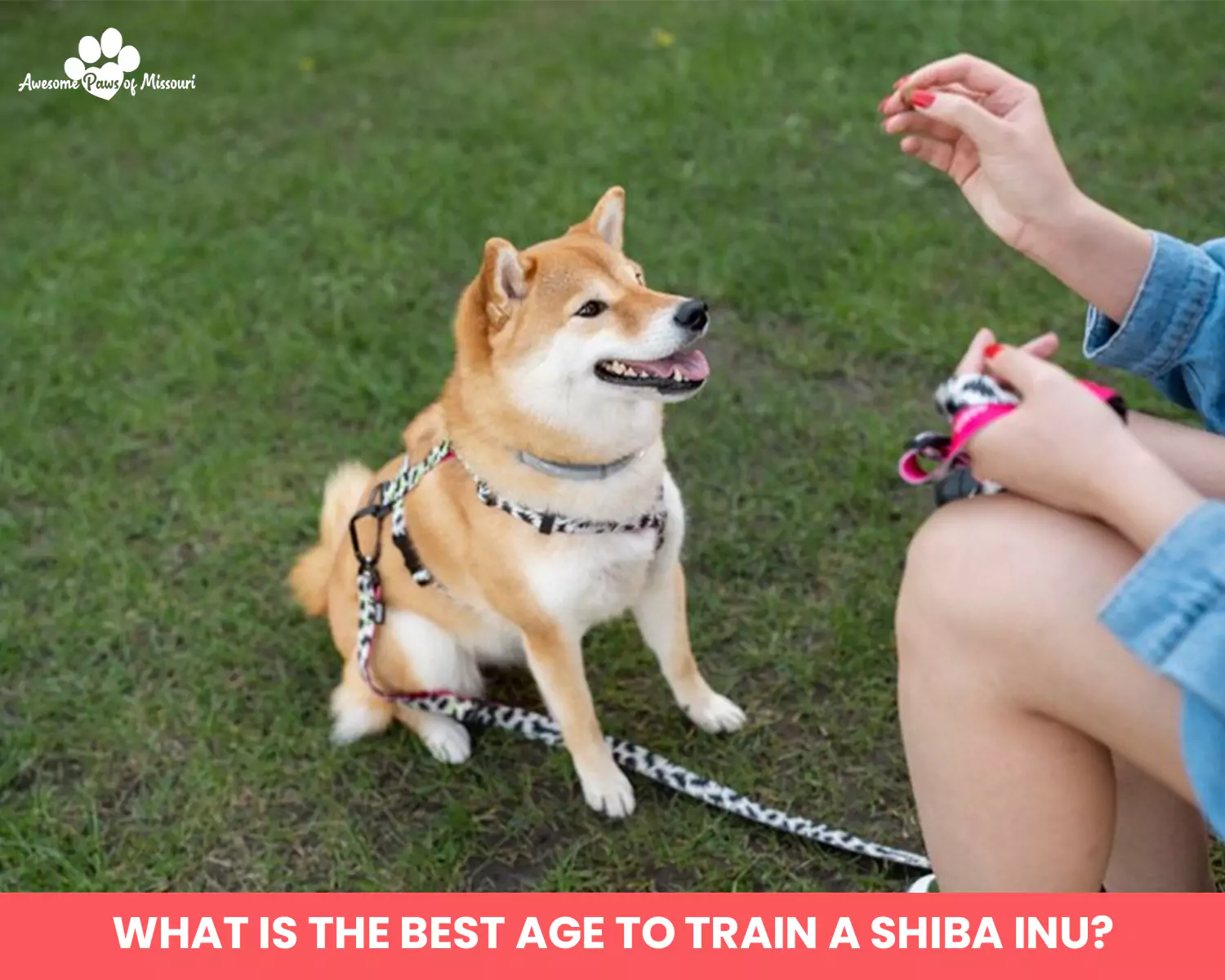 What is the Best Age to Train a Shiba Inu?
