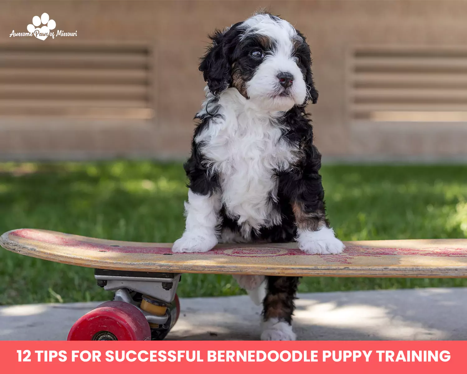 12 Tips for Successful Bernedoodle Puppy Training