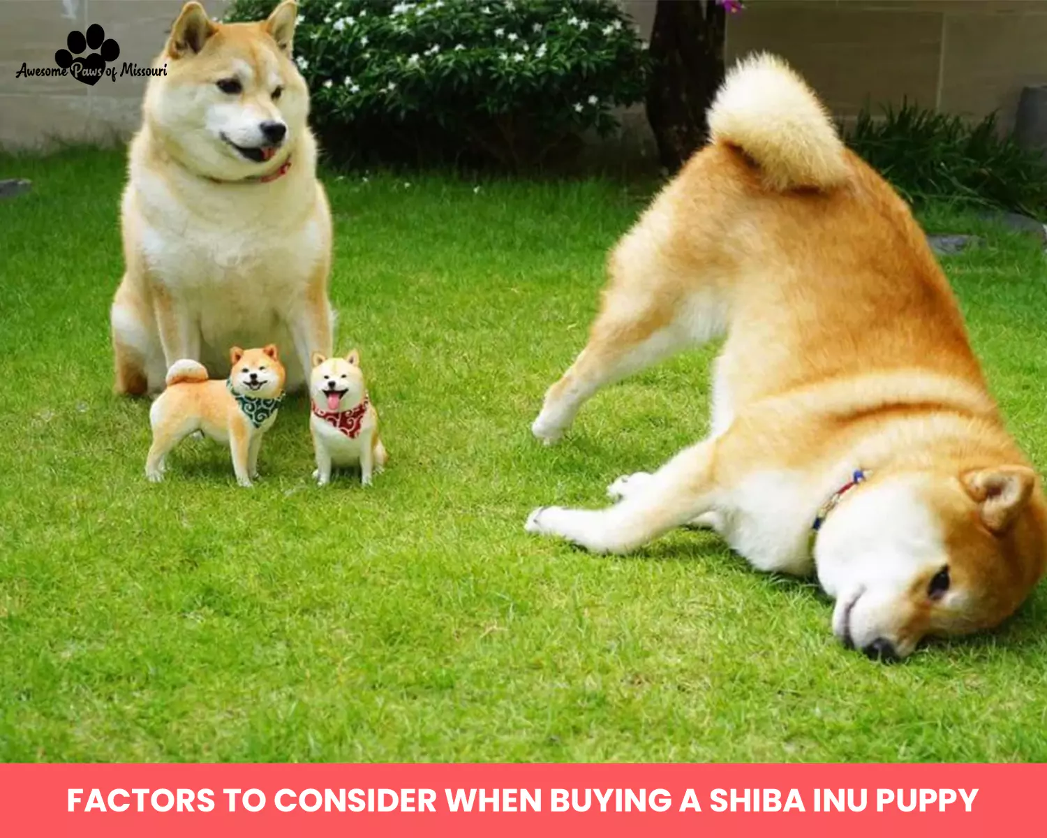 Factors to Consider When Buying a Shiba Inu Puppy