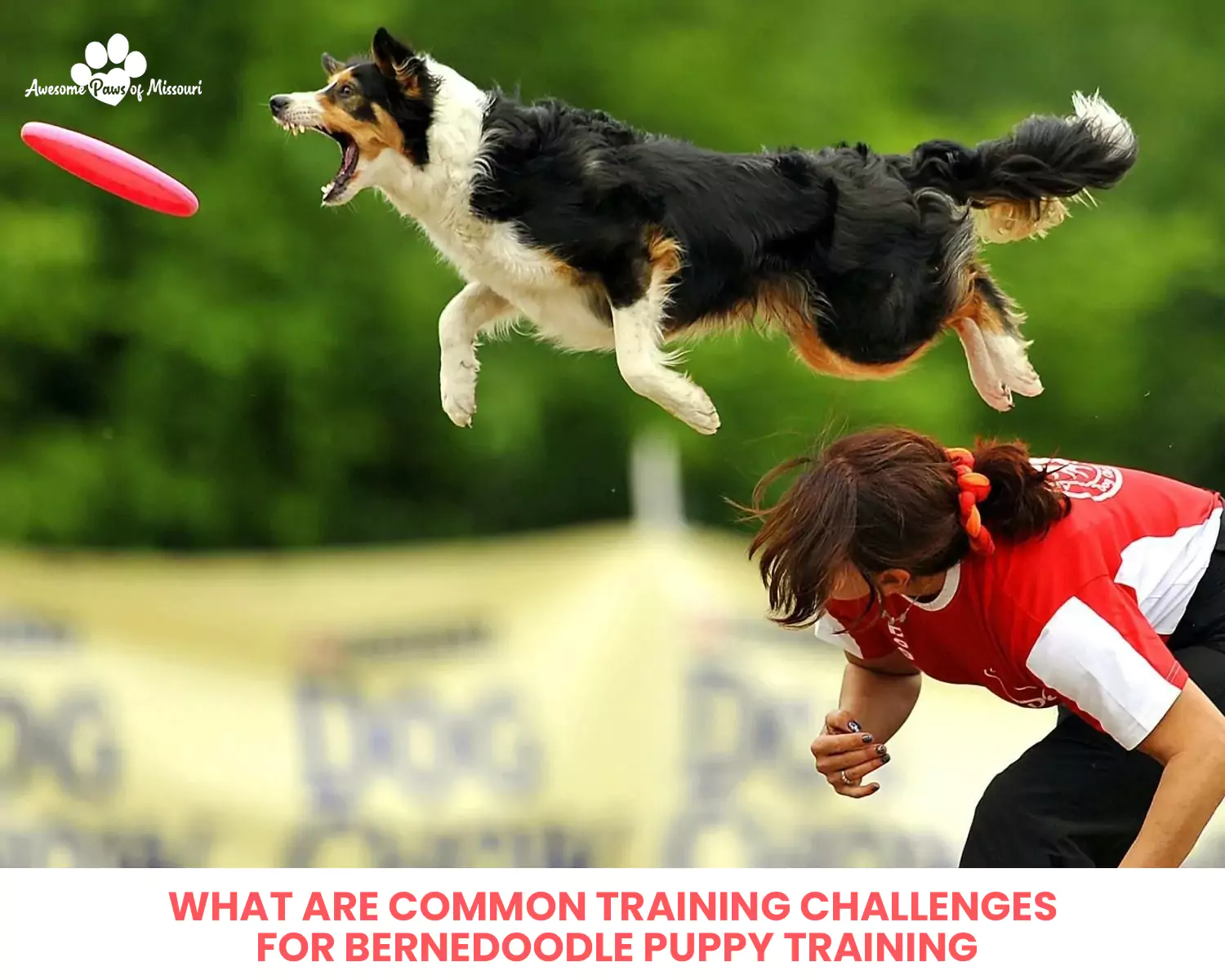 What are Common Training Challenges for Bernedoodle Puppy Training