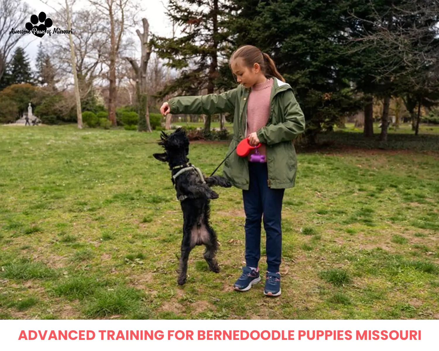Advanced Training for Bernedoodle Puppies Missouri