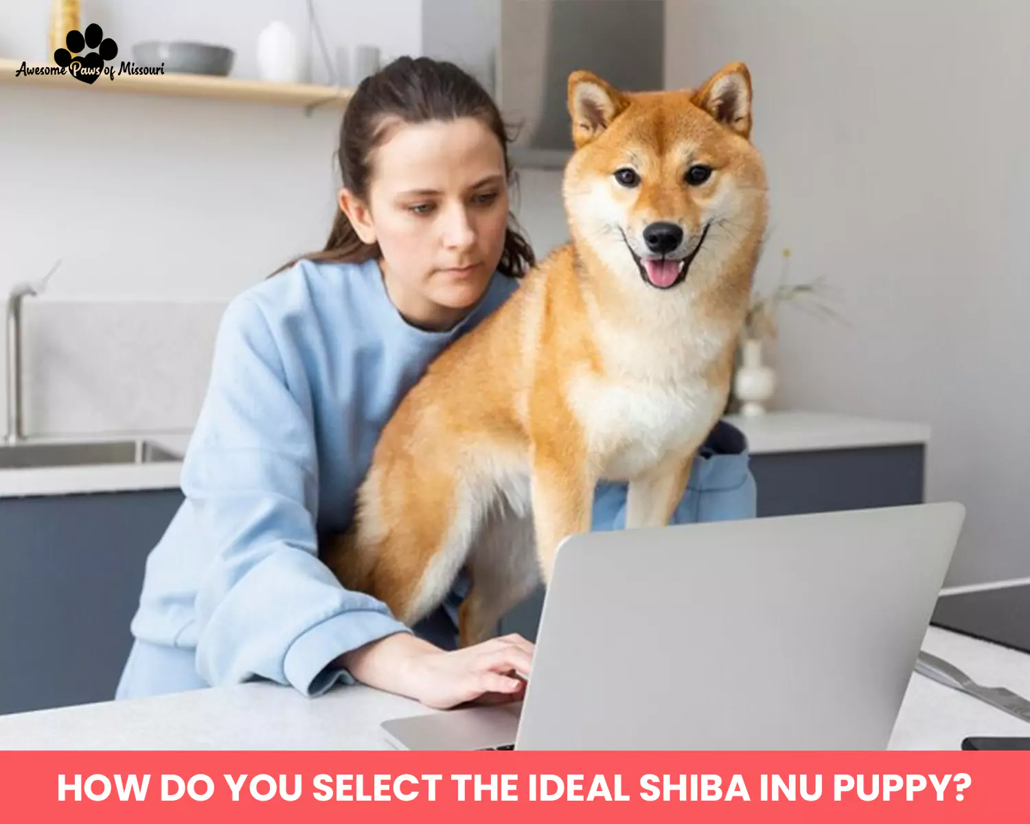 How do you select the ideal Shiba Inu puppy?