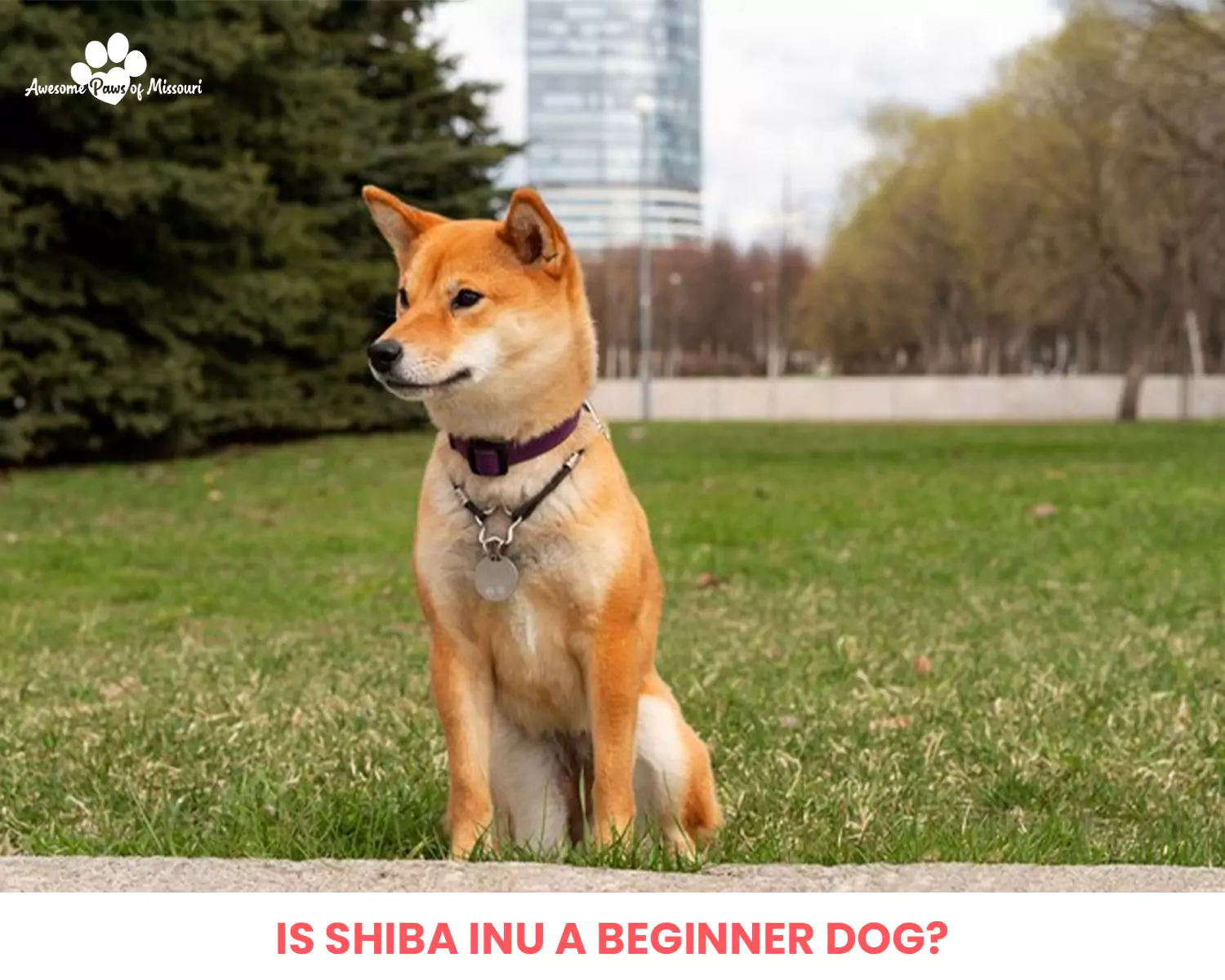 Is Shiba Inu a Beginner Dog?
