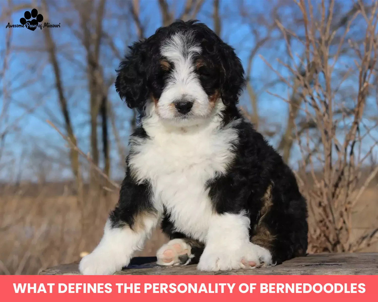 What Defines the Personality of Bernedoodles?