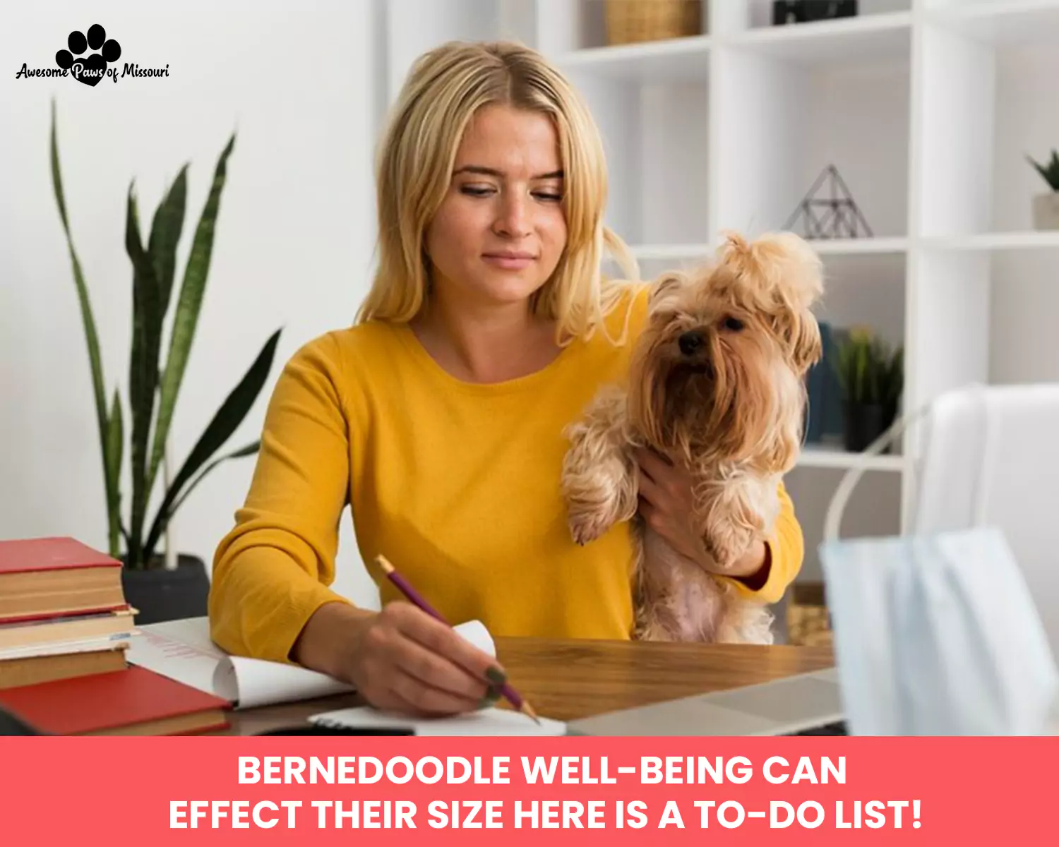Bernedoodle Well-Being Can Effect Their Size: Here is a To-do List!