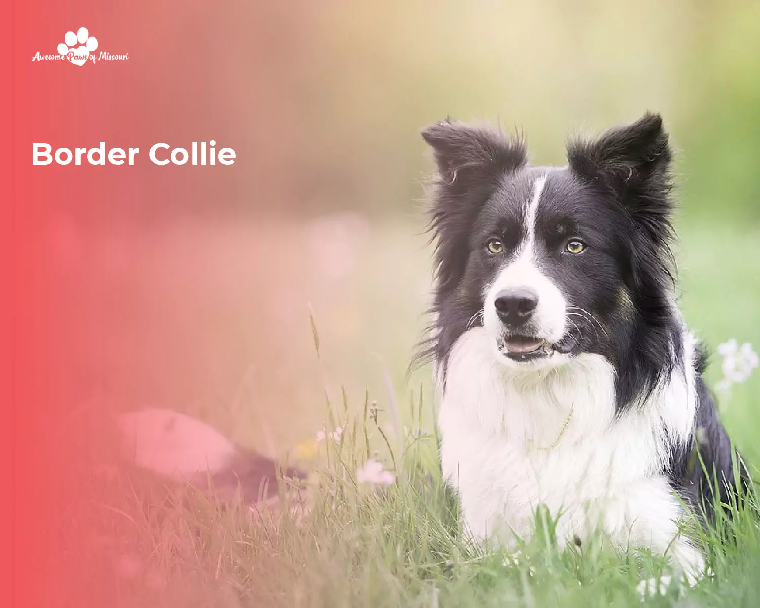 Border Collie