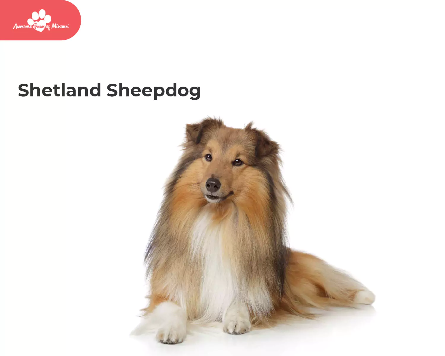 Shetland Sheepdog