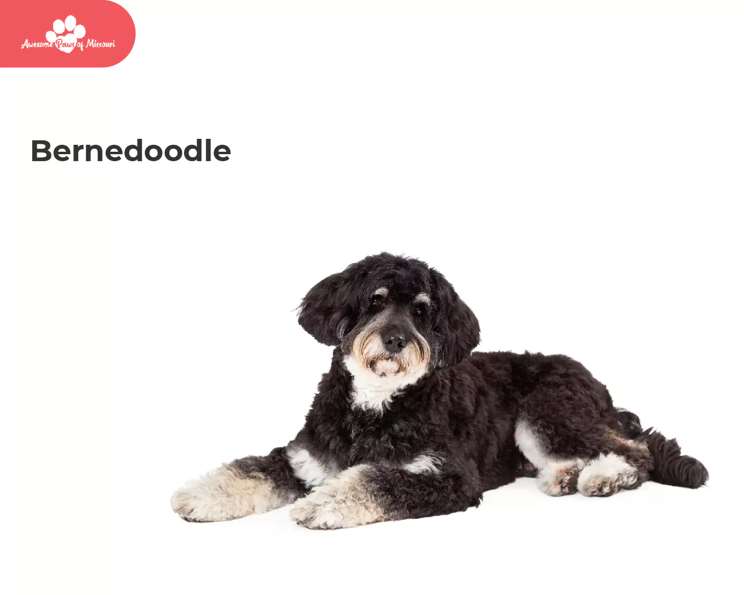 Bernedoodle