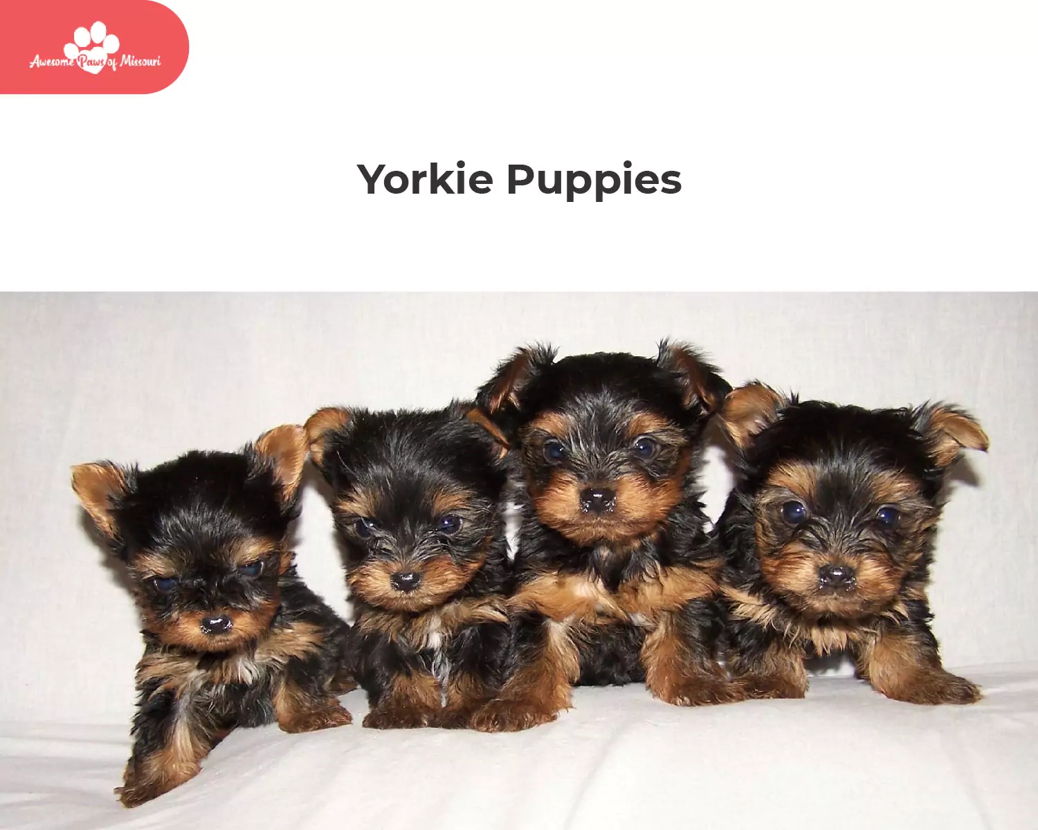 Yorkie Puppies