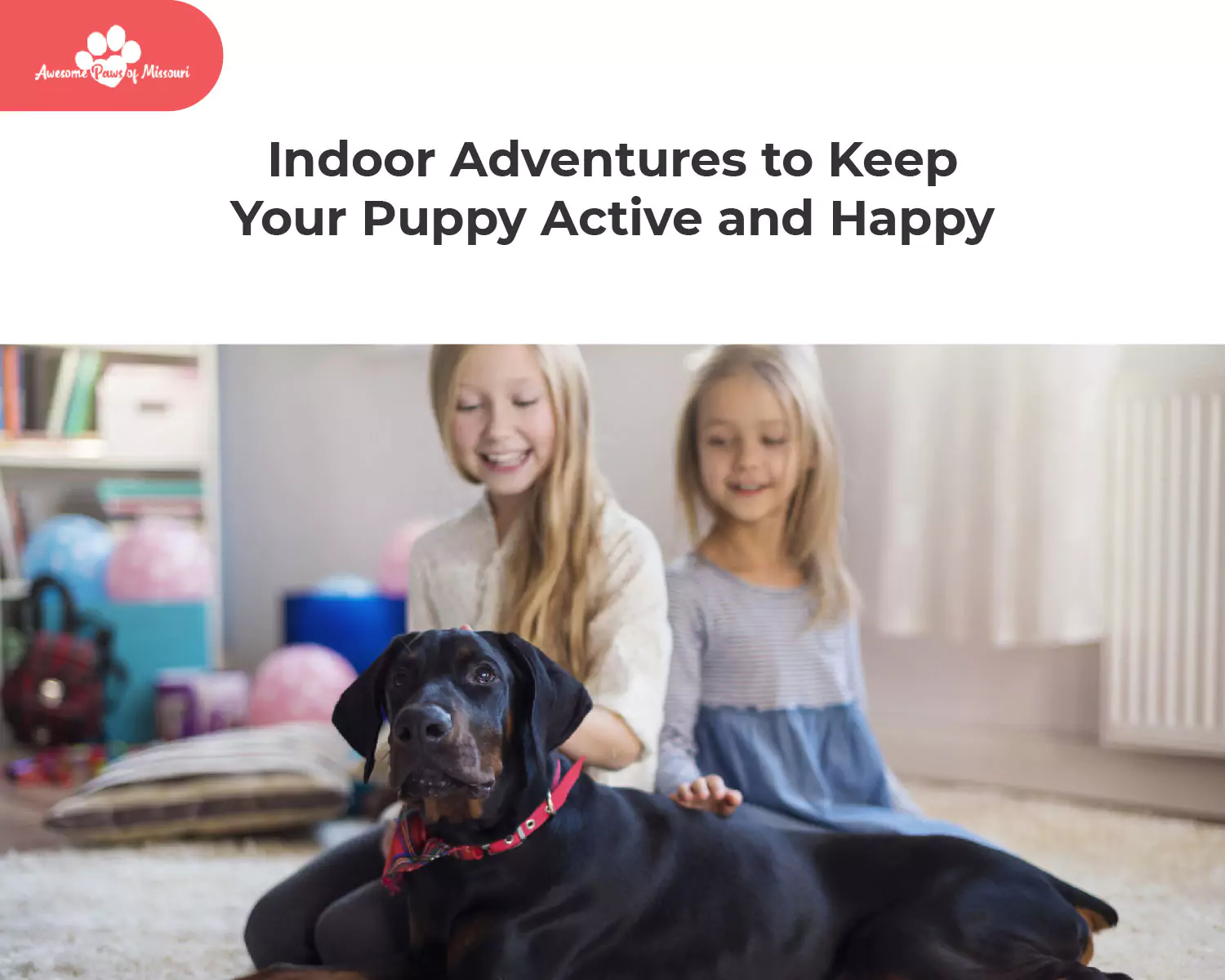 Indoor Adventures to Keep Your Puppy Active and Happy