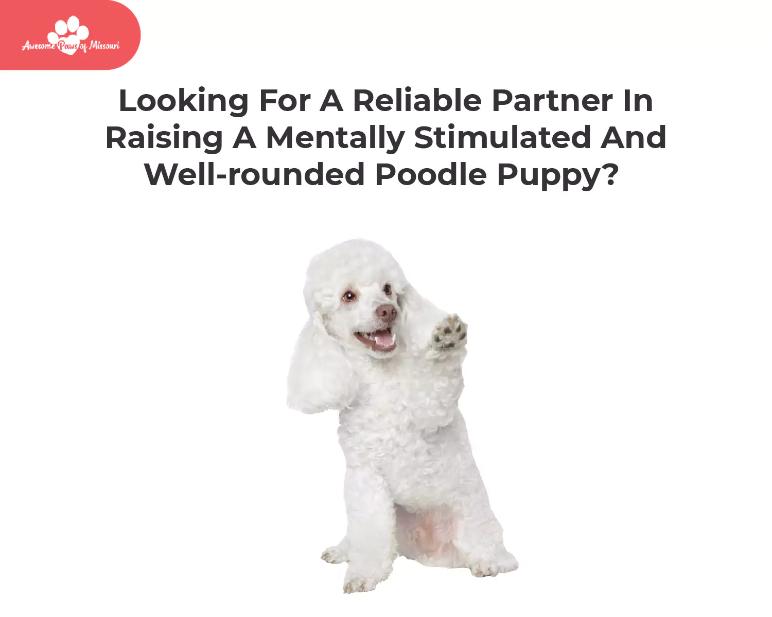 Looking For A Reliable Partner In Raising A Mentally Stimulated And Well-rounded Poodle Puppy?
