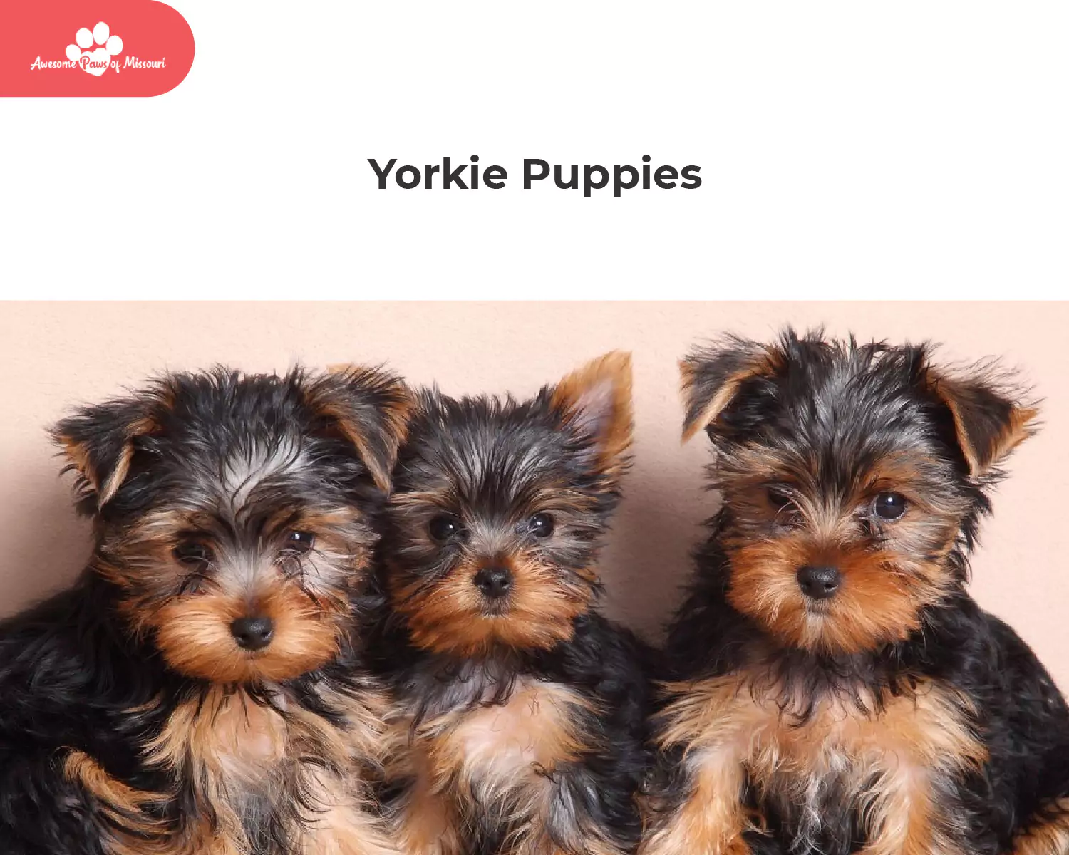 Yorkie Puppies
