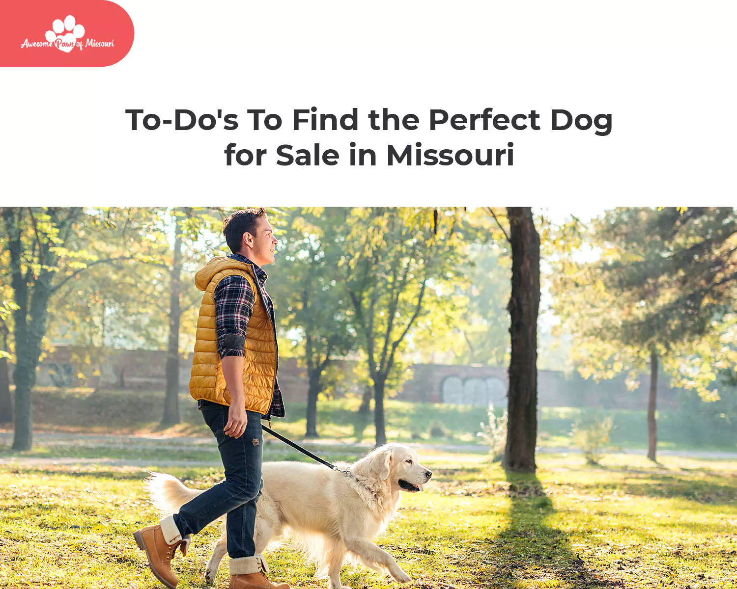 9 To-Do's To Find the Perfect Dog for Sale in Missouri