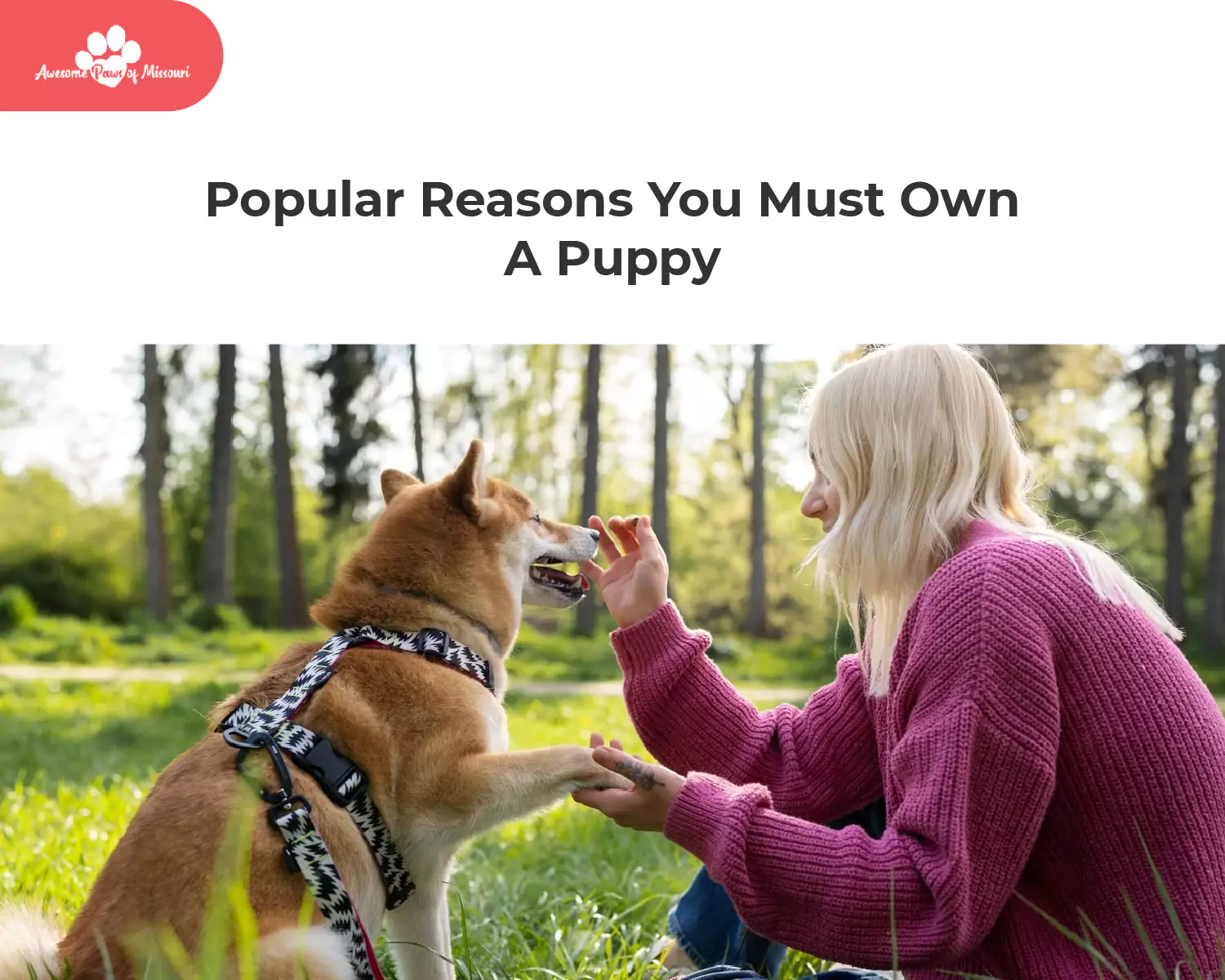 9 Popular Reasons You Must Own A Puppy