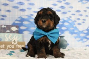 mini bernedoodle