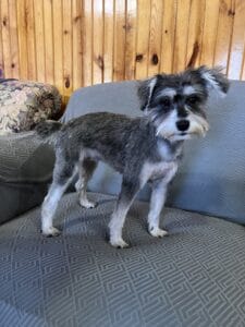 Miniature Schnoodle puppies