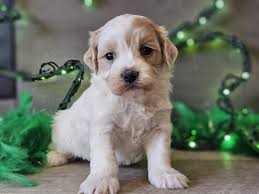 Havapoo puppies for sale