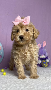 toy poodle puppy
