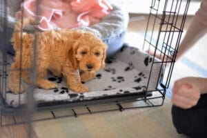 puppy adjustment