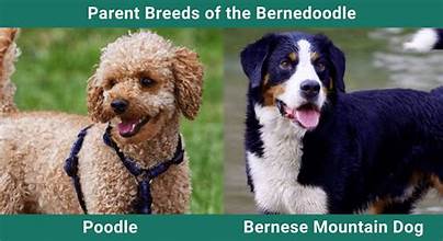 standard bernedoodle puppies for sale