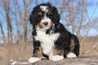 standard bernedoodle puppies for sale