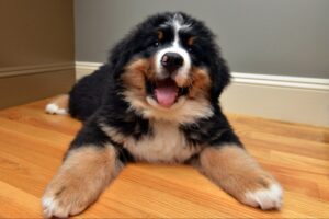 bernese mountain dog temperament