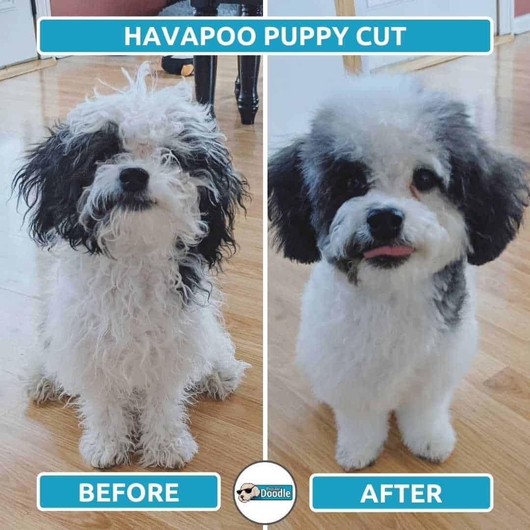 Havapoo Clean Face Havapoo Puppies for Sale | Cute & Family-Raised Havapoos