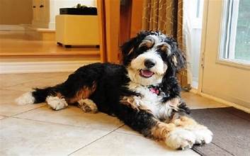 standard bernedoodle puppies for sale
