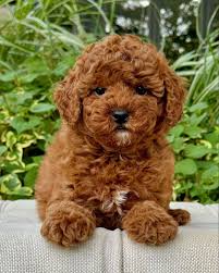 bichipoo puppies for sale