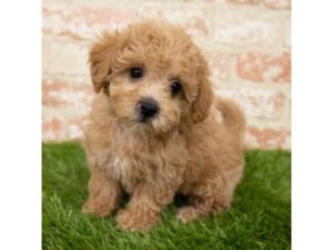 bichipoo puppies for sale