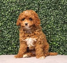 moyen poodle puppies