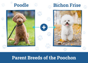 bichipoo puppies for sale