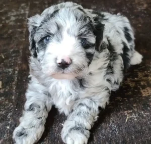 Mini Aussiedoodle puppies
