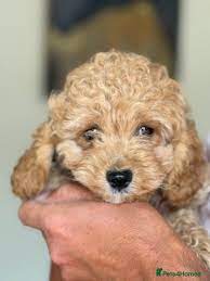 Cockapoo puppies