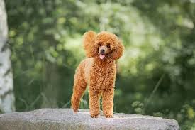 Miniature Poodle